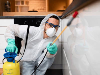 About Termite Inspection Dava‑Lakeshore - termite inspection experts in Dava‑Lakeshore